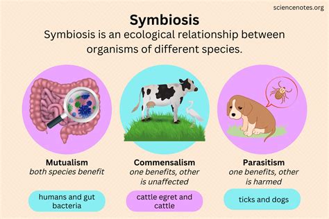 Symbiosis 